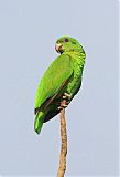 Black-billed Parrotborder=